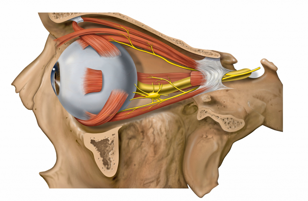 Эктопротез и протез орбиты глаза